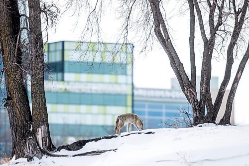 MIKAELA MACKENZIE / WINNIPEG FREE PRESS

A coyote on the riverbank at The Forks in Winnipeg on Tuesday, March 15, 2022. Standup.
Winnipeg Free Press 2022.