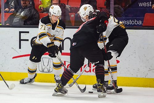 Brandon Wheat King Zakhar Polshakov battles for the puck against the Moose Jaw Warriors in a Western Hockey League game Tuesday at Westoba Place. (Chelsea Kemp/The Brandon Sun)