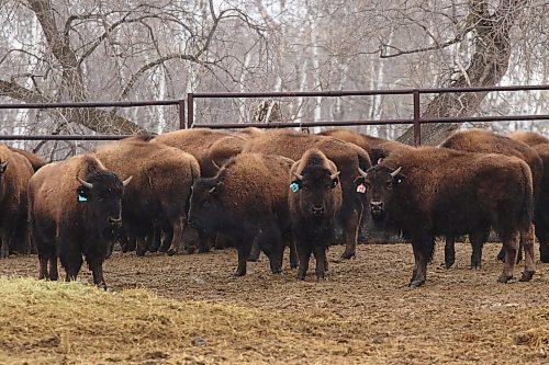Jim Ritchie said there was a steep learning curve understanding what it would take to properly fence and enclose bison in a corral. He continues to reinforce fencing around the family's property. (Joseph Bernacki/The Brandon Sun)