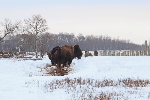 During a March snowfall, the bison herd headed for shelter in a forested area on the Ritchie property. Bridie has found the animals to be incredibly self-sufficient over their time running the farm. (Joseph Bernacki/The Brandon Sun)