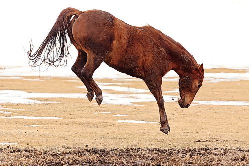 22032022
A horse leaps while playing in a paddock south of Brandon on a mild Tuesday afternoon. (Tim Smith/The Brandon Sun)