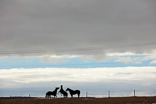 22032022
Horses playing in a paddock south of Brandon are silhouetted against the sky on a mild Tuesday afternoon. (Tim Smith/The Brandon Sun)