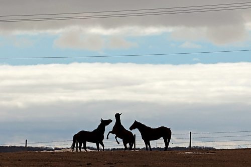 22032022
Horses playing in a paddock south of Brandon are silhouetted against the sky on a mild Tuesday afternoon. (Tim Smith/The Brandon Sun)