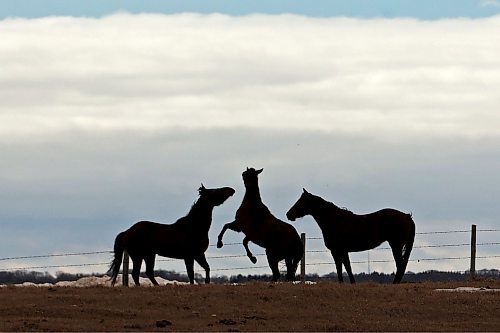 22032022
Horses playing in a paddock south of Brandon are silhouetted against the sky on a mild Tuesday afternoon. (Tim Smith/The Brandon Sun)