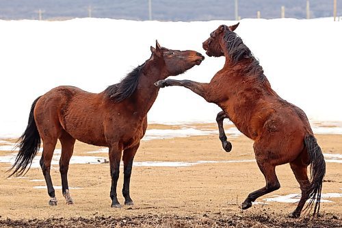 22032022
Horses play in a paddock south of Brandon on a mild Tuesday afternoon. (Tim Smith/The Brandon Sun)