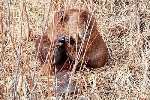 22032022
A beaver scratches while lounging on the bank of a creek south of Brandon on a mild Tuesday.  (Tim Smith/The Brandon Sun)