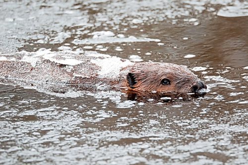 22032022
A beaver surfaces with ice on its back in a creek south of Brandon on a mild Tuesday.  (Tim Smith/The Brandon Sun)