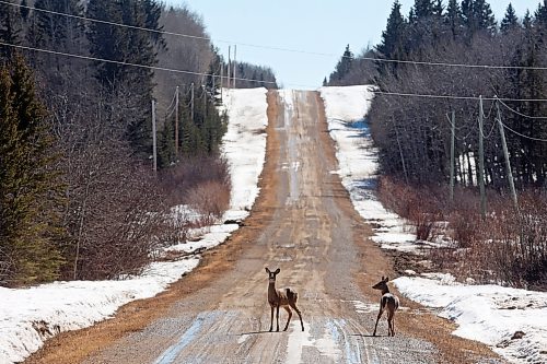 23032022
Two deer cautiously cross a grid road in the RM of Clanwilliam-Erickson on a mild Wednesday.   (Tim Smith/The Brandon Sun)