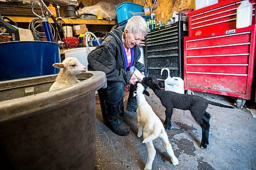 MIKAELA MACKENZIE / WINNIPEG FREE PRESS

Linda Frig feeds the bottle-fed lambs at their farm near Petersfield on Thursday, March 24, 2022.  Standup.
Winnipeg Free Press 2022.