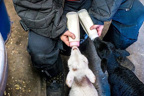 MIKAELA MACKENZIE / WINNIPEG FREE PRESS

Linda Frig feeds the bottle-fed lambs at their farm near Petersfield on Thursday, March 24, 2022.  Standup.
Winnipeg Free Press 2022.