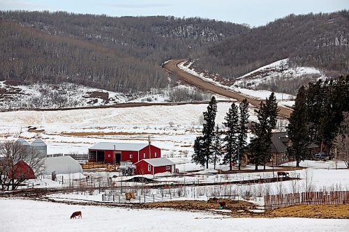 24032022
Cattle graze at a farm in a valley northwest of Minnedosa, Manitoba on a grey and windy Thursday. (Tim Smith/The Brandon Sun)