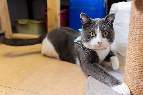 Paws Crossed Animal Shelter  service cat in training Bean Thursday. (Chelsea Kemp/The Brandon Sun)