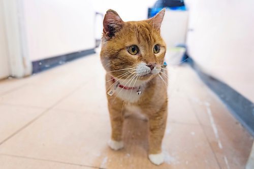 Paws Crossed Animal Shelter  service cat in training Otis Thursday. (Chelsea Kemp/The Brandon Sun)