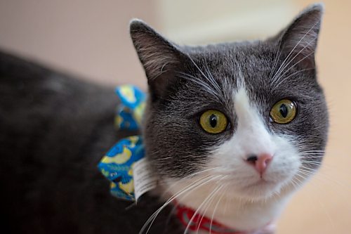 Paws Crossed Animal Shelter  service cat in training Bean Thursday. (Chelsea Kemp/The Brandon Sun)