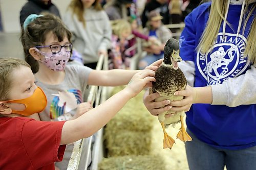 Young kids take a moment to pet a duck held by a volunteer at the Ricklynn Farms Petting Zoo during the opening day of the Royal Manitoba Winter Fair on Monday. (Matt Goerzen/The Brandon Sun)