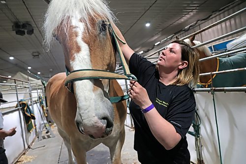 Rae-Ann Kryshewski brushes the mane of Ben, one of the Belgians of Creekside Belgians of Birtle during the opening day of the Royal Manitoba Winter Fair on Monday. (Matt Goerzen/The Brandon Sun)