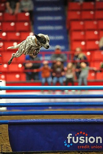 Magnum flies over the wooden jump during a performance of the WoofJocks Canine Allstars during the Royal Manitoba Winter Fair on Monday afternoon. (Matt Goerzen/The Brandon Sun)