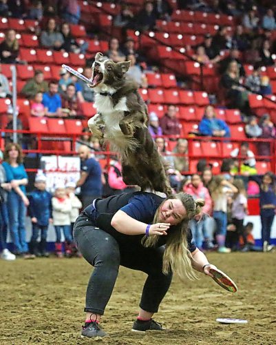 Trainer Emily Lowes provides a jumping off base for her dog Fidget during a performance of the Woofjocks Canine Allstars on Monday afternoon at the Royal Manitoba Winter fair. (Matt Goerzen/The Brandon Sun)