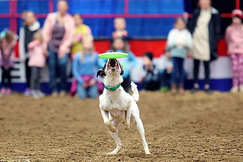 29032022
Members of the WoofJocks Canine All Stars perform in Westoba Place during the Royal Manitoba Winter Fair on Tuesday.
(Tim Smith/The Brandon Sun)