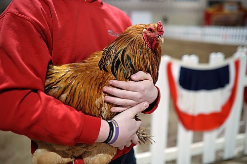 29032022
Keelan George holds Marcus, a Brahma rooster, from Ricklyn Farm during the Royal Manitoba Winter Fair on Tuesday.
(Tim Smith/The Brandon Sun)