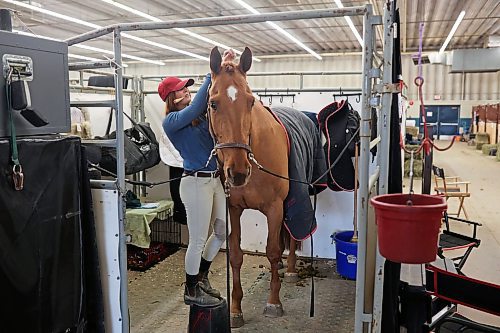 29032022
Sarah Wilson with Ovation W Equestrian puts braids in her Canadian Warmblood horse, Mardi Gras, in preparation for competing in Hunter classes during the Royal Manitoba Winter Fair on Tuesday.
(Tim Smith/The Brandon Sun)