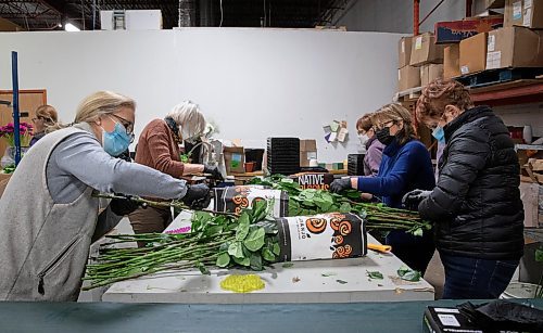 JESSICA LEE / WINNIPEG FREE PRESS

Volunteers for Winnipeg Art Gallery remove thorns from flowers at Petals West on March 29, 2022. From left to right: Andrea Cibinel, Suzanne Du Plooy, Sherry Glanville, Helen Ritchot and Joan McCorrister. The flowers will be assembled into bouquets which will be sold at WAG&#x2019;s Art in Bloom event.

Reporter: Alan