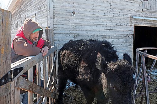 30032022
Chris Bevan visits with one of the two cows on the small farm he runs with his partner Mireille Kroeker in the mostly empty village of Horod, Manitoba west of Onanole. (Tim Smith/The Brandon Sun)