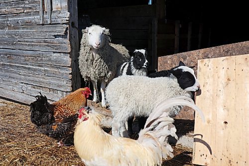 30032022
Sheep and chickens congregate in the sun at the entrance to their barn at Chris Bevan and Mireille Kroeker's small farm in the mostly empty village of Horod, Manitoba west of Onanole. (Tim Smith/The Brandon Sun)