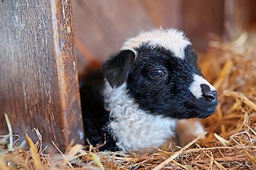 30032022
A three-day old lamb lies in straw in the barn at Chris Bevan and Mireille Kroeker's small farm in the mostly empty village of Horod, Manitoba west of Onanole. Kroeker and Bevan raise sheep, chickens, pheasants and guineafowl and have pet ducks and a pair of cows. Their sheep recently lambed and will be sheared in the coming weeks. 
(Tim Smith/The Brandon Sun)