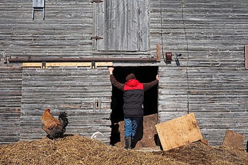 30032022
Chris Bevan peers into the sheep barn on the small farm he runs with his partner Mireille Kroeker in the mostly empty village of Horod, Manitoba west of Onanole. (Tim Smith/The Brandon Sun)