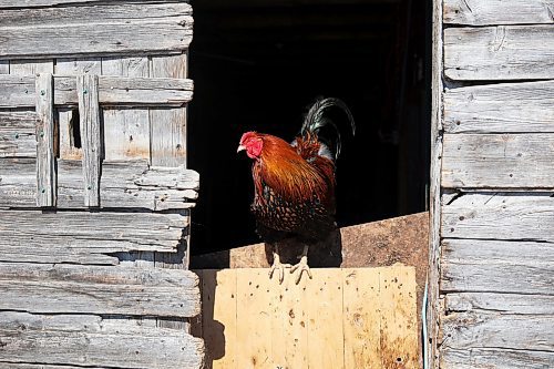 30032022
A rooster sits in the sun in the doorway to the sheep and chicken barn at Chris Bevan and Mireille Kroeker's small farm in the mostly empty village of Horod, Manitoba west of Onanole. (Tim Smith/The Brandon Sun)