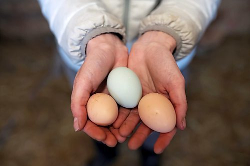 30032022
Mireille Kroeker holds some of the eggs from the chicken coop at her and Chris Bevan's farm in the mostly empty village of Horod, Manitoba west of Onanole. Kroeker and Bevan raise sheep, chickens, pheasants and guineafowl and have pet ducks and a pair of cows. 
(Tim Smith/The Brandon Sun)