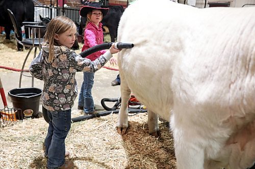 31032022
Paisley Baron, five, and Brooklyn Holliday, 8, of Carberry clean their Holstein, Mermaid, during the Royal Manitoba Winter Fair on Thursday. 
(Tim Smith/The Brandon Sun)