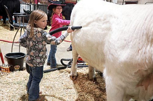 31032022
Paisley Baron, five, and Brooklyn Holliday, 8, of Carberry clean their Holstein, Mermaid, during the Royal Manitoba Winter Fair on Thursday. 
(Tim Smith/The Brandon Sun)