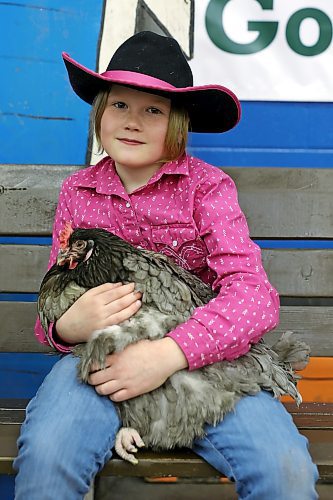 31032022
Eight-year-old Brooklyn Holliday holds a chicken during the Royal Manitoba Winter Fair on Thursday. 
(Tim Smith/The Brandon Sun)