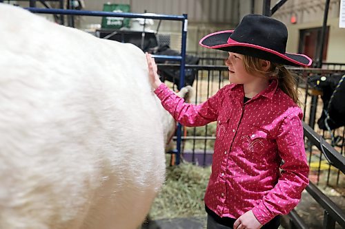 31032022
Brooklyn Holliday, 8, of Carberry pets her 4-H Holstein, Mermaid, during the Royal Manitoba Winter Fair on Thursday. 
(Tim Smith/The Brandon Sun)