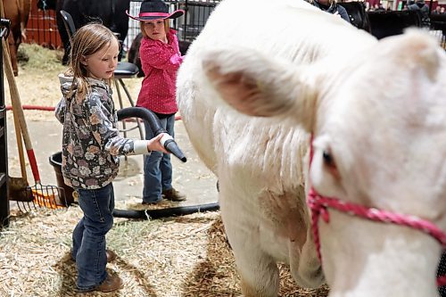 31032022
Paisley Baron, five, and Brooklyn Holliday, 8, of Carberry clean their Holstein, Mermaid, during the Royal Manitoba Winter Fair on Thursday. 
(Tim Smith/The Brandon Sun)