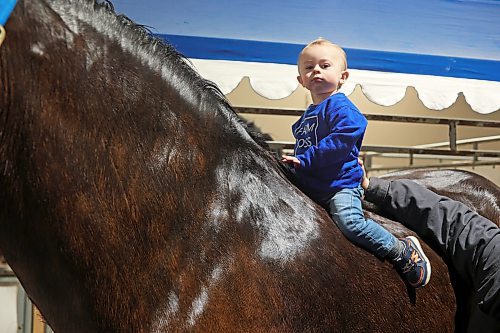 31032022
Eighteen-month-old Tucker Thevenot sits atop his parents Clydesdale, Boulder Bluff Hummer, at the horse stalls for Boulder Bluff Clydesdales during the Royal Manitoba Winter Fair on Thursday. 
(Tim Smith/The Brandon Sun)