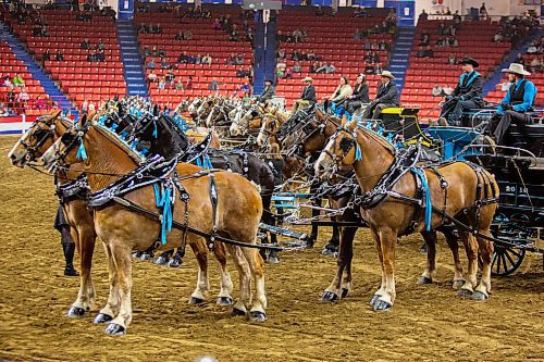 Competitors line up for the MB Hydro Four Horse Team Championship at the Royal Manitoba Winter Fair Thursday at Westoba Place. (Chelsea Kemp/The Brandon Sun)