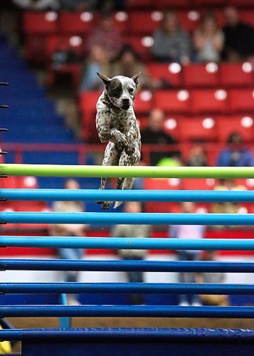 One of the amazing dogs from the WoofJocks Canine All-Stars show takes a flying leap over a hurdle on Monday afternoon. (Matt Goerzen/The Brandon Sun)