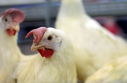 A chicken at the Royal Manitoba Winter Fair eyes the camera lens with some distrust on Monday afternoon. (Matt Goerzen/The Brandon Sun)