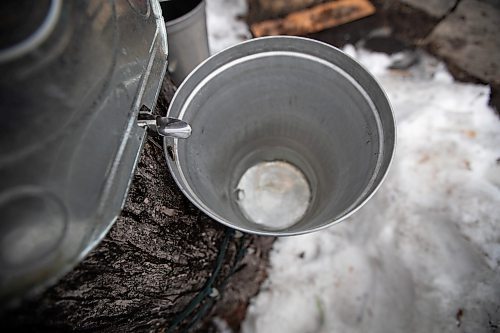 Daniel Crump / Winnipeg Free Press. Maple sap drips from spile to bucket. Campbell collects the sap a Manitoba maple in his backyard and boils it down on a fire before finish the process in his kitchen. April 2, 2022.