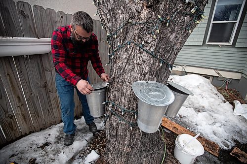 Daniel Crump / Winnipeg Free Press. Jordan Campbell puts the lid on a sap collecting bucket attached to a spile on the Manitoba maple tree in his backyard. Campbell collects the sap and boils it down on a fire before finish the process in his kitchen. April 2, 2022.