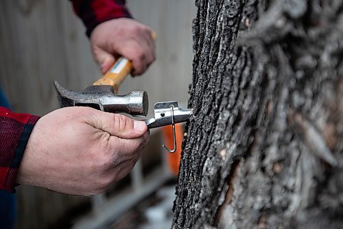 Daniel Crump / Winnipeg Free Press. Jordan Campbell taps a spile into the Manitoba maple tree in his backyard. Campbell collects the sap and boils it down on a fire before finish the process in his kitchen. April 2, 2022.