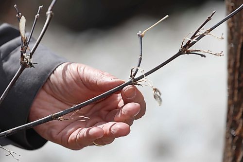RUTH BONNEVILLE / WINNIPEG FREE PRESS

ent - tree tapping

Photo of a branch from a maple tree which has branches directly opposite each other.  

Ken Fosty, shows how easy it is to tap into maple trees on your property to make your own maple syrup.  

Subject: Ken Fosty, a local arborist and tree tapping expert, walks through how to find and tap urban maple trees and collect syrup, with is flowing this time of year.  He demonstrates how to tap a maple on his boulevard.

Photos show process which involves: identifying what attributes a maple tree has, drilling into first layer of tree, lightly hammering in a spout and placing receptacle, like a pail or plastic bottle onto spout to collect sap.  Sap comes out like a clear liquid and needs to be reduced over heat to become maple syrup.  

Eva Wasney story. 

April 1st,  2022
