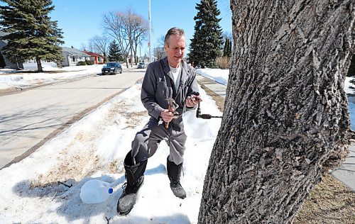 RUTH BONNEVILLE / WINNIPEG FREE PRESS

ent - tree tapping

Ken Fosty, shows how easy it is to tap into maple trees on your property to make your own maple syrup.  

Subject: Ken Fosty, a local arborist and tree tapping expert, walks through how to find and tap urban maple trees and collect syrup, with is flowing this time of year.  He demonstrates how to tap a maple on his boulevard.

Photos show process which involves: identifying what attributes a maple tree has, drilling into first layer of tree, lightly hammering in a spout and placing receptacle, like a pail or plastic bottle onto spout to collect sap.  Sap comes out like a clear liquid and needs to be reduced over heat to become maple syrup.  

Eva Wasney story. 

April 1st,  2022
