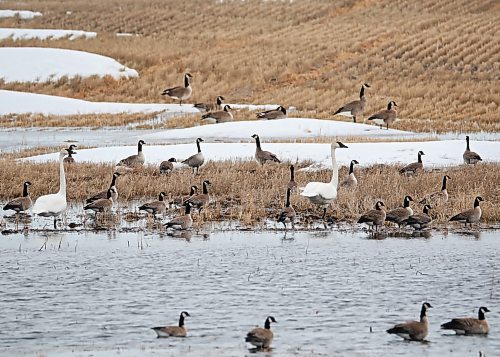 04042022
A pair of swans mingle with Canada geese in a field south of Hamiota, Manitoba on a mild Monday. 
(Tim Smith/The Brandon Sun)