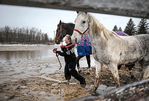 RUTH BONNEVILLE / WINNIPEG FREE PRESS

Weather standup

Stephanie Noga, a stable handler at Grand Oak Meadows Stables on McCreary Rd,, guides horses, Ampey (brown) and Dreamer  through through the mud and water back to the barn after getting some fresh air, exercise and a few drops of rain Tuesday/  

 April 5th,  2022
