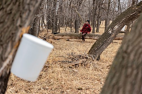 Dave Barnes checks the sap collector pails at the Assiniboine Food Forest Saturday. (Chelsea Kemp/The Brandon Sun)