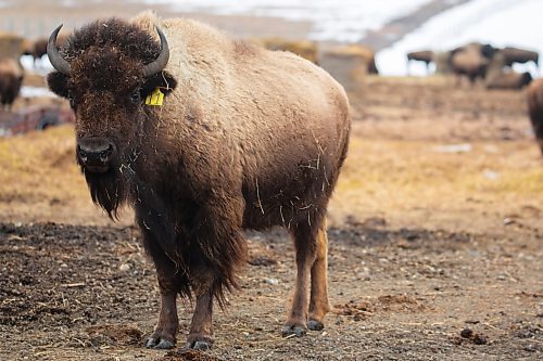 Sioux Valley Buffalo Saturday. (Chelsea Kemp/The Brandon Sun)